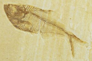 Detailed Fossil Fish (Diplomystus) - Wyoming #369449