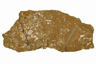 Ordovician Kukersite Oil Shale w/ Bryozoan & Trilobite Fossils #369553