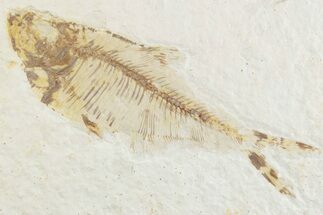 Bargain, Fossil Fish (Diplomystus) - Wyoming #369480