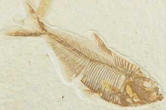Detailed Fossil Fish (Diplomystus) - Wyoming #369492