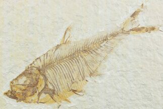 Detailed Fossil Fish (Diplomystus) - Wyoming #369502