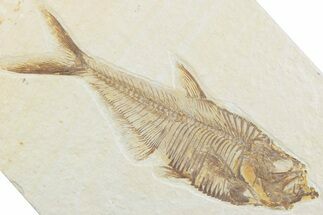 Detailed Fossil Fish (Diplomystus) - Wyoming #369509