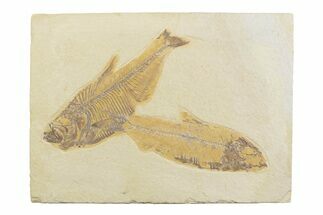 Plate With Two Fossil Fish (Diplomystus & Knightia) - Wyoming #369510