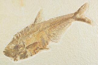 Detailed Fossil Fish (Diplomystus) - Wyoming #369520