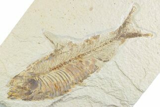 Detailed Fossil Fish (Knightia) - Wyoming #369532