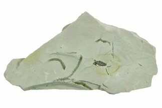 Plate of Silurian Fossil Algae (Kalania) Fossils - Estonia #369711