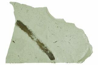 Plate of Silurian Fossil Algae (Kalania) Fossils - Estonia #369722