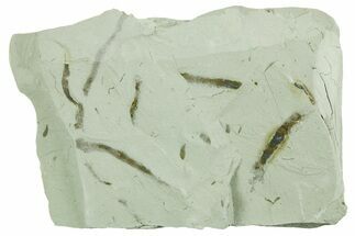 Plate of Silurian Fossil Algae (Kalania) Fossils - Estonia #369727