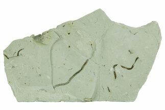 Plate of Silurian Fossil Algae (Kalania) Fossils - Estonia #369730