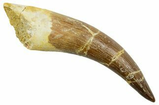 Fossil Plesiosaur (Zarafasaura) Tooth - Morocco #369764