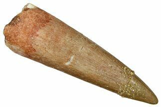 Fossil Plesiosaur (Zarafasaura) Tooth - Morocco #369961
