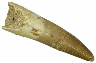 Fossil Plesiosaur (Zarafasaura) Tooth - Morocco #369992
