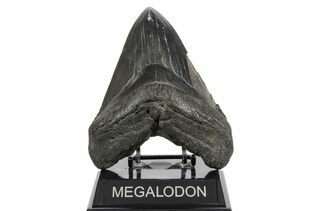 Fossil Shark Teeth For Sale