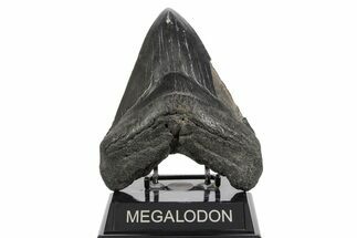 Huge Fossil Megalodon Tooth - South Carolina #369995