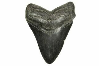 Fossil Megalodon Tooth - South Carolina #370006