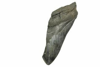 Partial Fossil Megalodon Tooth - South Carolina #370013
