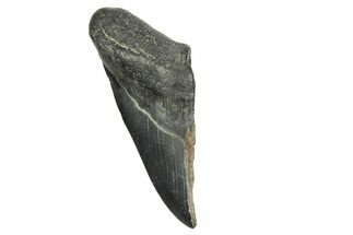 Partial Fossil Megalodon Tooth - South Carolina #370024