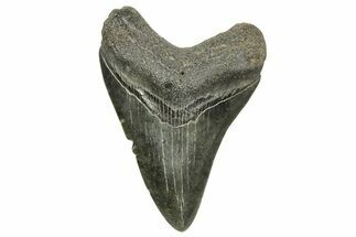 Fossil Megalodon Tooth - South Carolina #370031