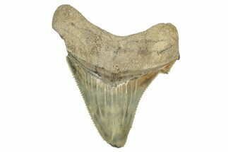 Serrated Angustidens Tooth - Megalodon Ancestor #370064