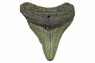 Juvenile Megalodon Tooth - South Carolina #370088