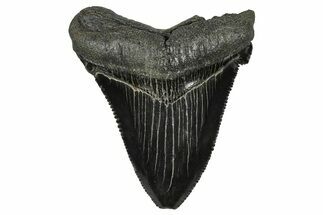 Serrated Angustidens Tooth - Megalodon Ancestor #370203