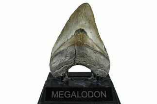 Fossil Megalodon Tooth - North Carolina #370212