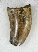 Serrated Tyrannosaur Tooth - Feeding Wear to Tip #19531