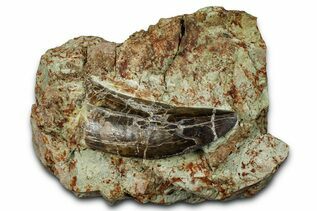 Dinosaur Teeth For Sale