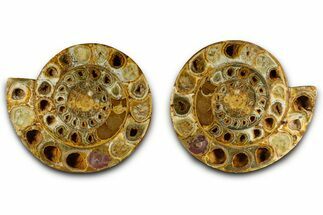 Cut & Polished Jurassic Ammonite (Perisphinctes) Fossil #369799