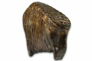 マンモス化石 博物館級 upper molar with M2 マンモス化石 博物館級