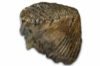 Gorgeous, Fossil Woolly Mammoth Upper M Molar - Poland #370385