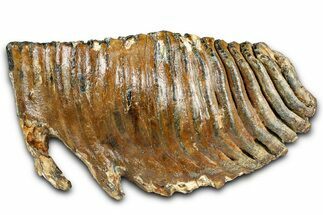 Fossil Woolly Mammoth Lower M Molar - North Sea Deposits #370395