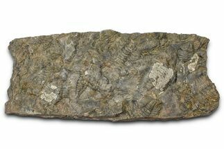 Ordovician Trilobite Mortality Plate - Tafraoute, Morocco #370537