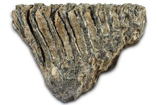 Fossil Woolly Mammoth Lower M Molar - Hungary #370355