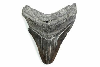Serrated, Fossil Megalodon Tooth - South Carolina #370459