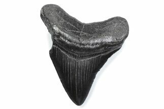 Serrated, Fossil Megalodon Tooth - South Carolina #370463