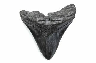 Fossil Megalodon Tooth - South Carolina #370469