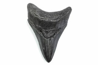 Serrated, Fossil Megalodon Tooth - South Carolina #370473