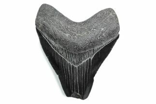 Bargain, Fossil Megalodon Tooth - Serrated Blade #370479
