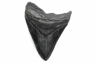 Serrated, Fossil Megalodon Tooth - South Carolina #370483