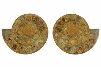 Cut & Polished Jurassic Ammonite (Perisphinctes) Fossil #369795