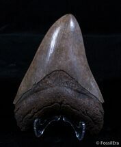 Coffee Colored Georgia Megalodon Tooth - Nice Serrations #3042