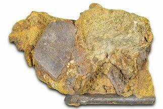 Hadrosaur Ossified Tendon & Turtle Shell in Sandstone - Wyoming #370639