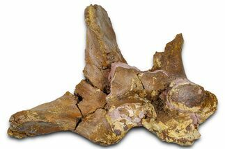 Fossil Dinosaur Bone Fragments in Sandstone - Wyoming #370688