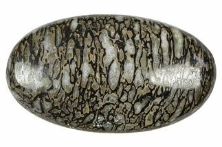 Polished Dinosaur Bone (Gembone) Cabochon - Colorado #370713