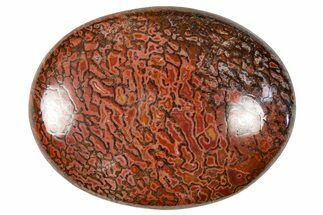 Polished Dinosaur Bone (Gembone) Cabochon - Colorado #370725