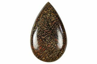 Polished Dinosaur Bone (Gembone) Cabochon - Colorado #370758