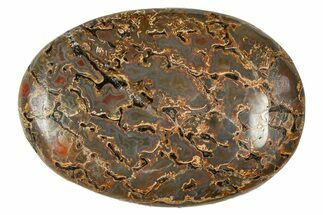 Polished Dinosaur Bone (Gembone) Cabochon - Colorado #370760