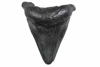 Juvenile Megalodon Tooth - South Carolina #370295