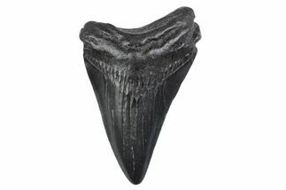 Juvenile Megalodon Tooth - South Carolina #370296